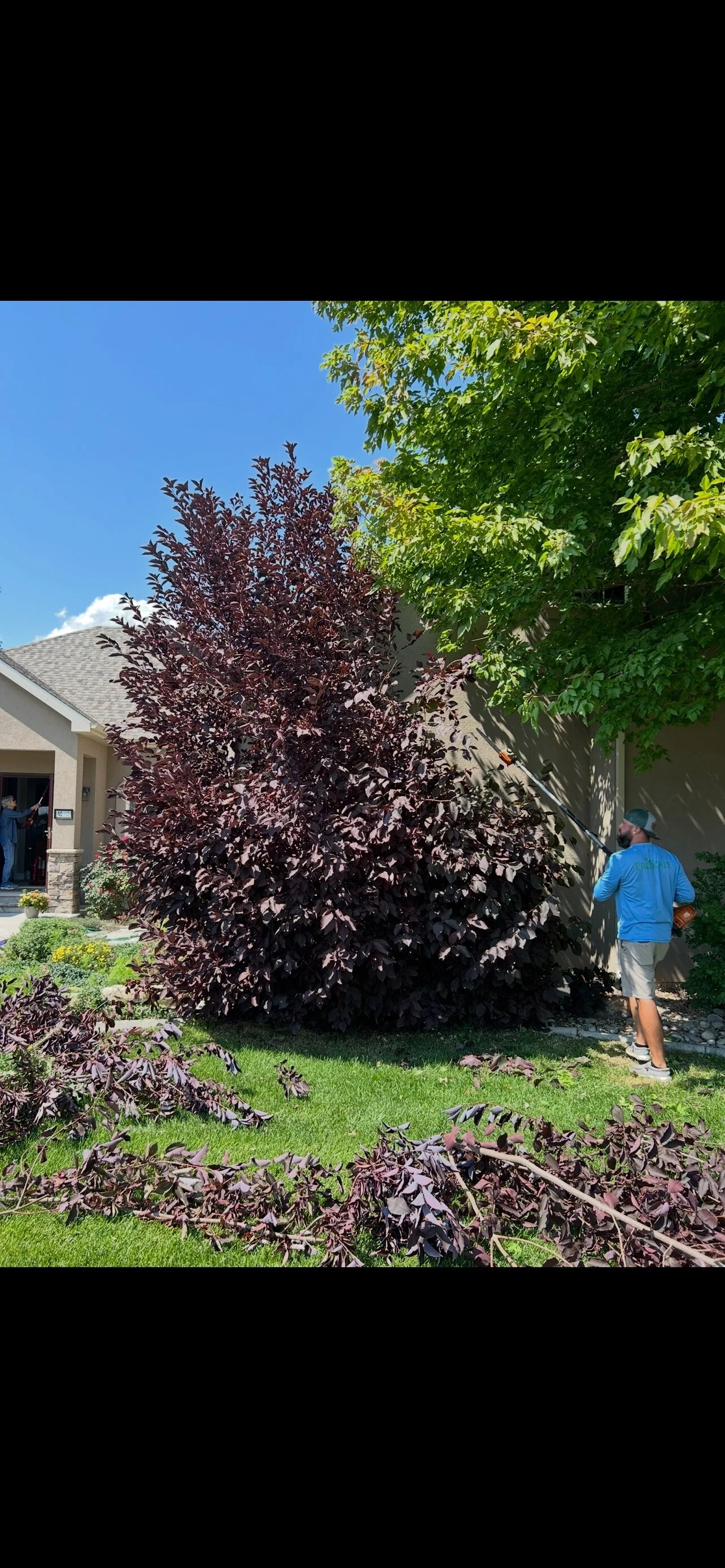 Crew member trimming a shrub